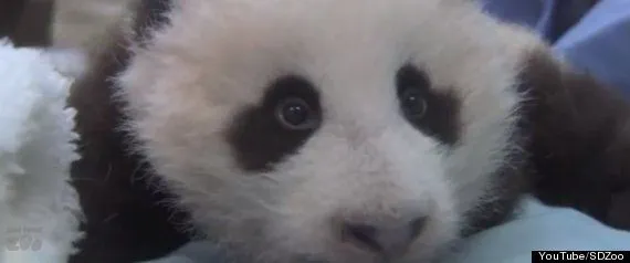 r-BEST-ANIMAL-VIDEOS-2012- ...