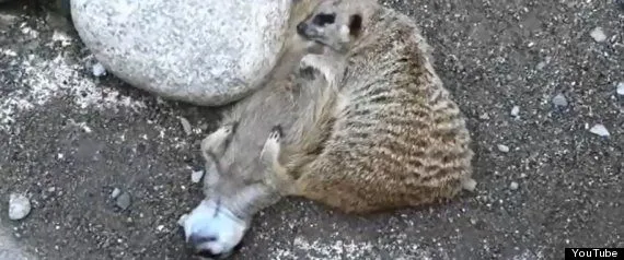 r-SLEEPINGMEERKATS-large570.jpg