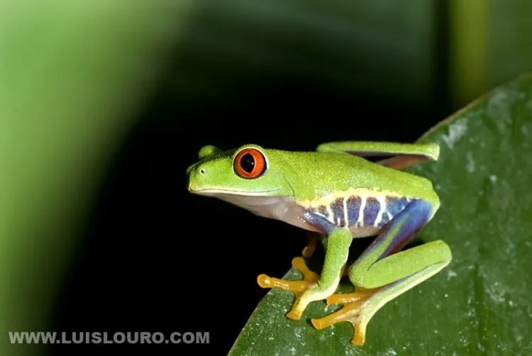 Rã de Olhos Vermelhos Foto de luis louro | Olhares - Fotografia Online