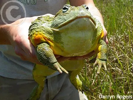 Rã-touro-africana (Pyxicephalus adspersus) | Eu Quero Biologia