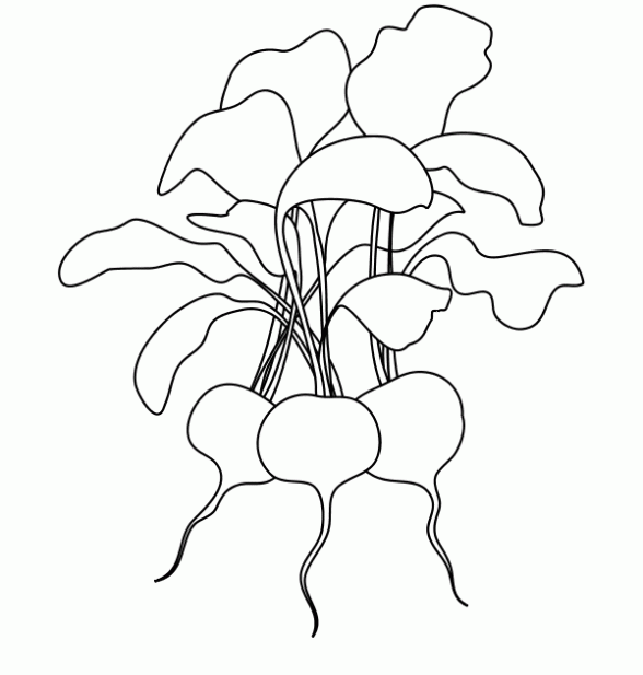 Dibujo de Rábanos. Dibujo para colorear de Rábanos. Dibujos ... Dibujo de Rábanos. Dibujo para colorear de Rábanos. Dibujos ...