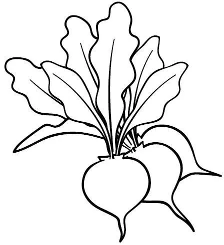 Rabanos para colorear - Imagui