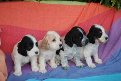 raca cocker spaniel ingles raca cocker spaniel ingles