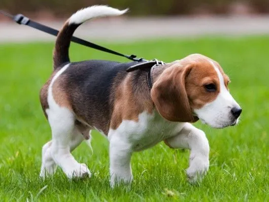 Raças de cachorro - Beagle - Artigos sobre Pequenas Empresas ...