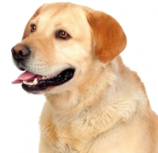 Raças de cachorro - Labrador Retriever - Artigos sobre Pequenas ...
