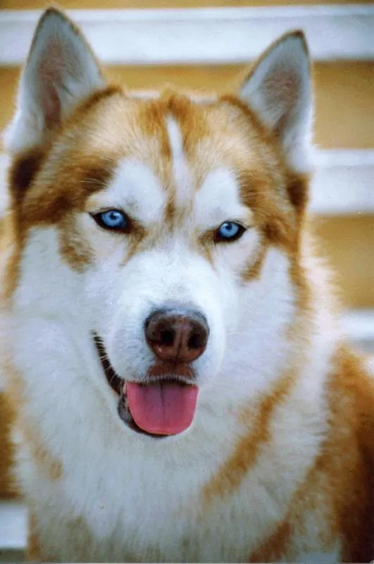 Raças – Husky Siberiano « Blog Bom Pra Cachorro Raças – Husky Siberiano « Blog Bom Pra Cachorro