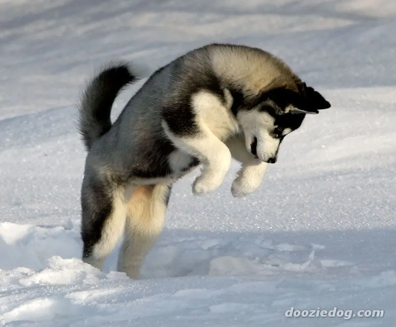 Raças – Husky Siberiano « Blog Bom Pra Cachorro Raças – Husky Siberiano « Blog Bom Pra Cachorro