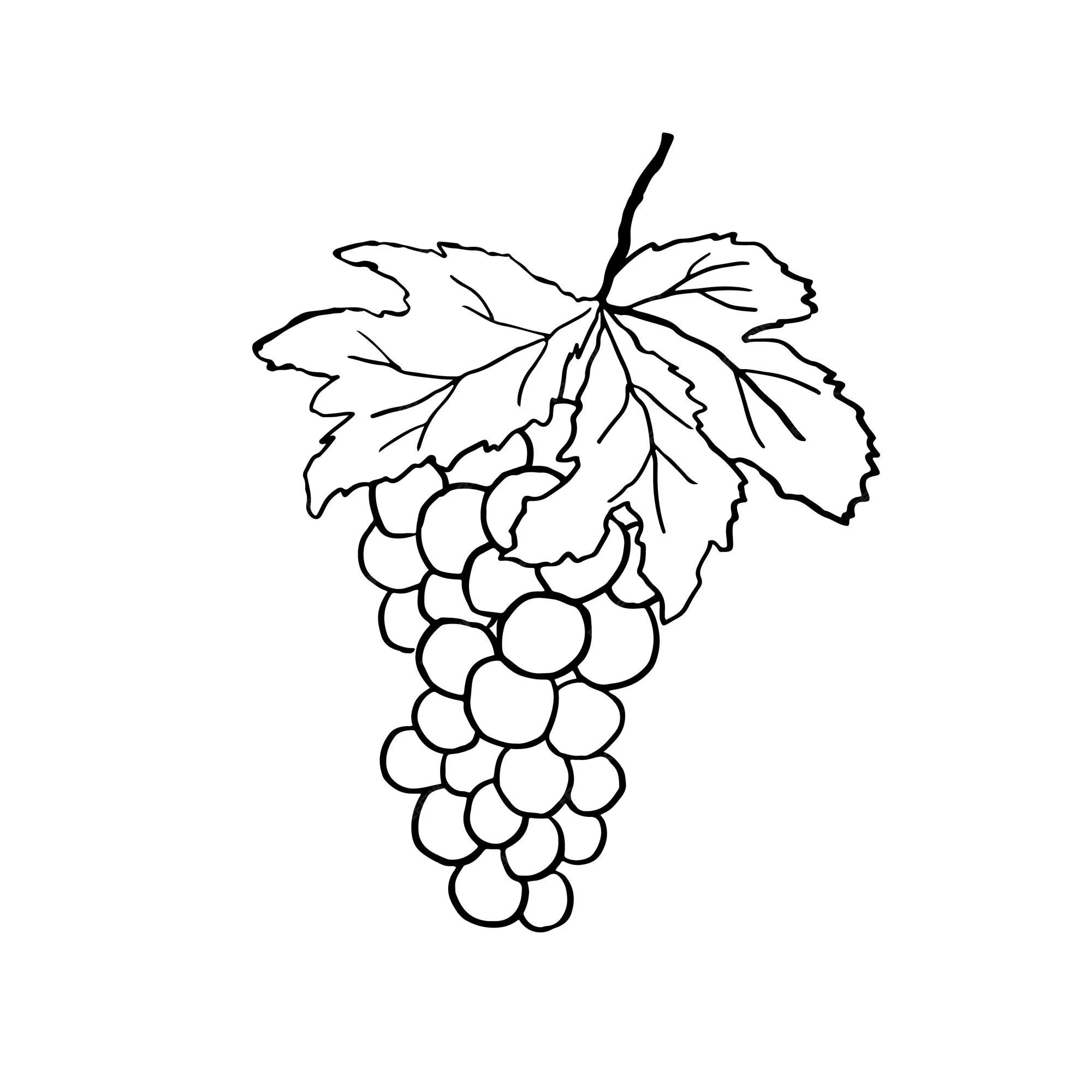Racimo de uvas con hoja y baya dibujo de ilustración vectorial dibujado a mano aislado en blanco | Vector Premium Racimo de uvas con hoja y baya dibujo de ilustración vectorial dibujado a mano aislado en blanco | Vector Premium