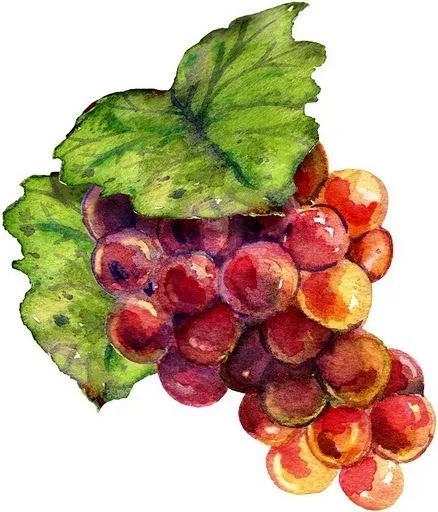 Racimos de uvas moradas para imprimir