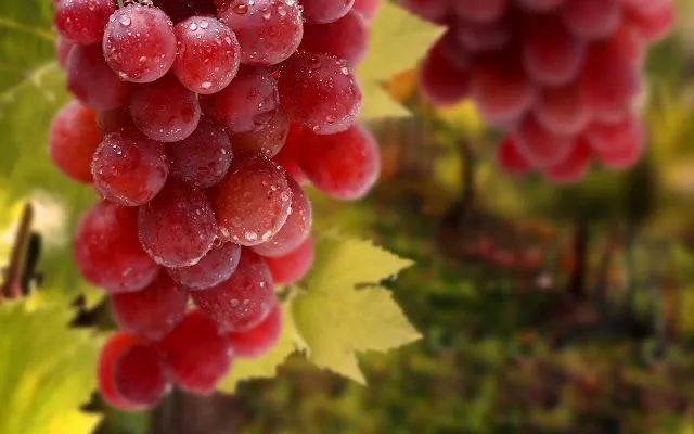 Racimos de Uvas Rojas - Fondos de Pantalla HD - Wallpapers HD