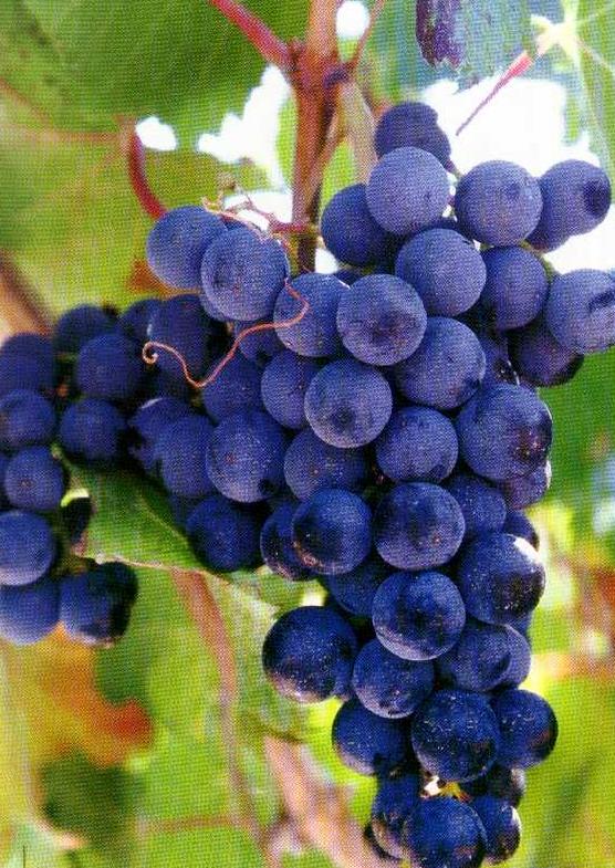 RACIMOS DE UVAS | Sandra y Raquel