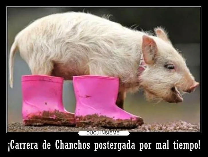 Radio Comunicar 90.7: Se postergó la Carrera de Chanchos Radio Comunicar 90.7: Se postergó la Carrera de Chanchos