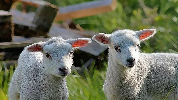 El Radio » Tiernos corderitos. El Radio 519