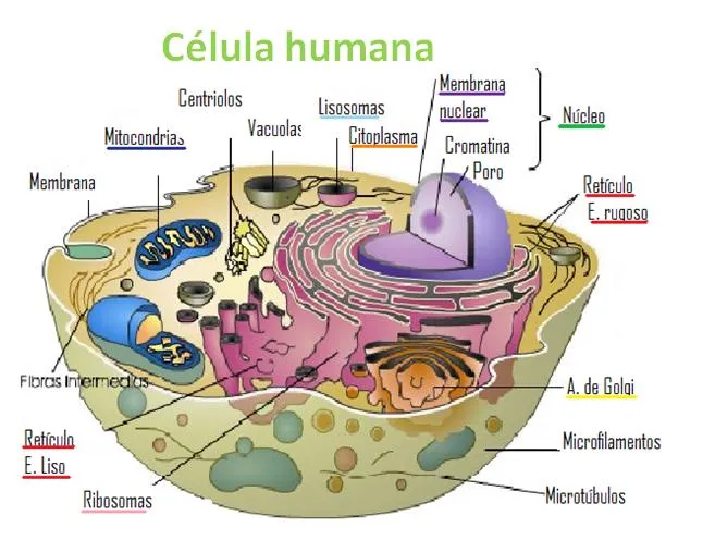 Un camp de margarides: Similitud genética entre células humanas y ... Un camp de margarides: Similitud genética entre células humanas y ...