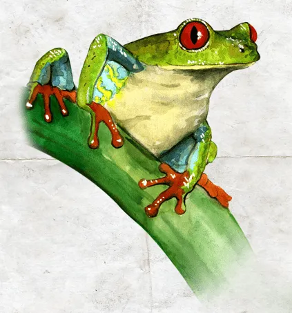 Ilustraciones de ranas - Imagui