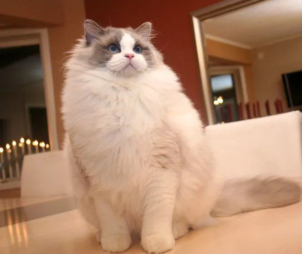 La raza de gatos más grande del mundo - Medio Ambiente La raza de gatos más grande del mundo - Medio Ambiente