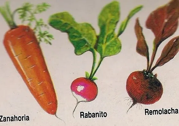 Raíces Alimenticias ~ El rincón del Ficus y Bonsai Raíces Alimenticias ~ El rincón del Ficus y Bonsai