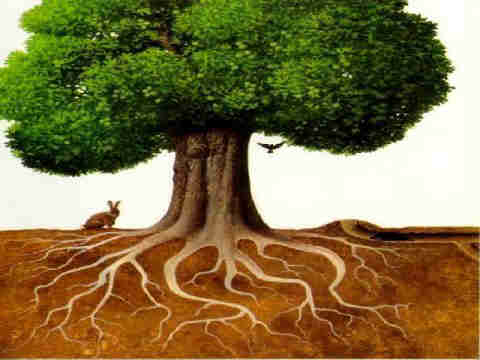 Las raíces de los arboles - Blogcurioso