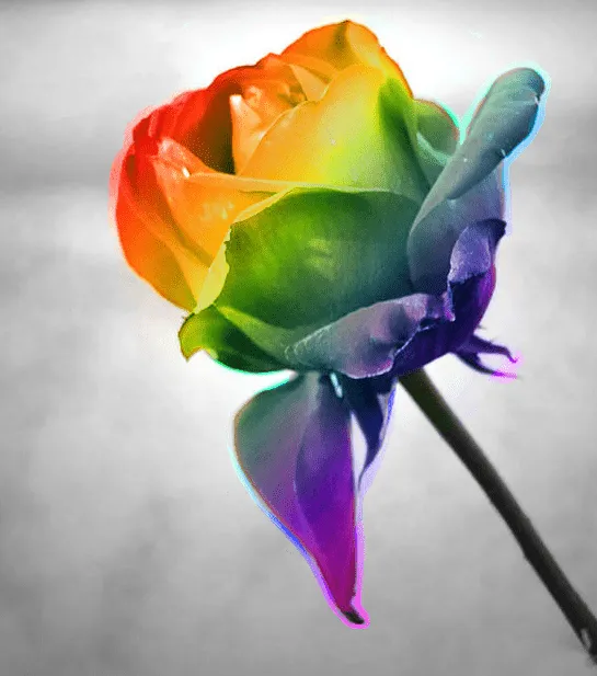 Rainbow Rose Colour Splash by kotaa on DeviantArt Rainbow Rose Colour Splash by kotaa on DeviantArt