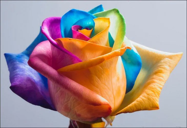 Rainbow Roses: All Colors in One Rose - General Discussion ... Rainbow Roses: All Colors in One Rose - General Discussion ...