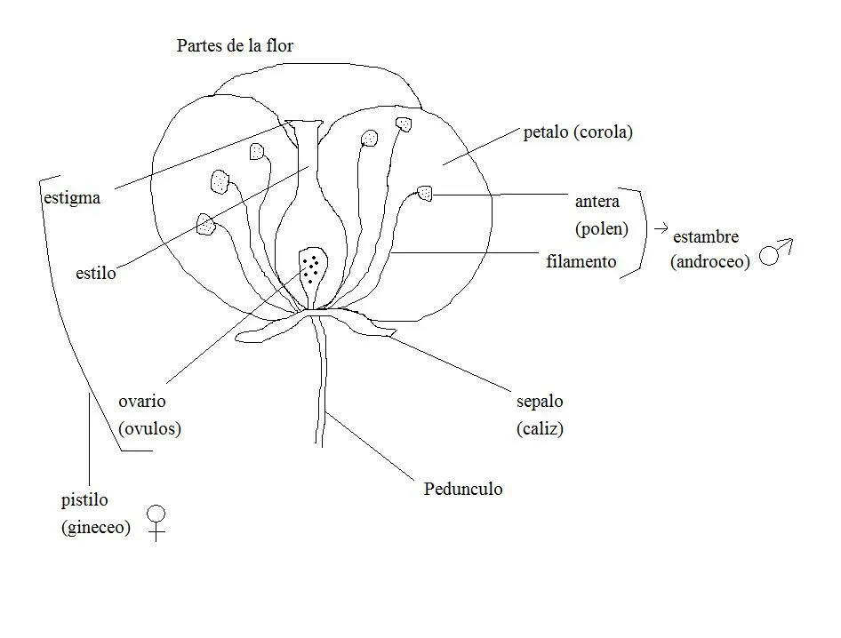 Raíz fúlcrea o aérea en mangle (Rhizophora mangle)