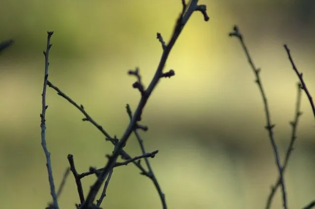 Ramas con fondo desenfocado | Flickr - Photo Sharing!