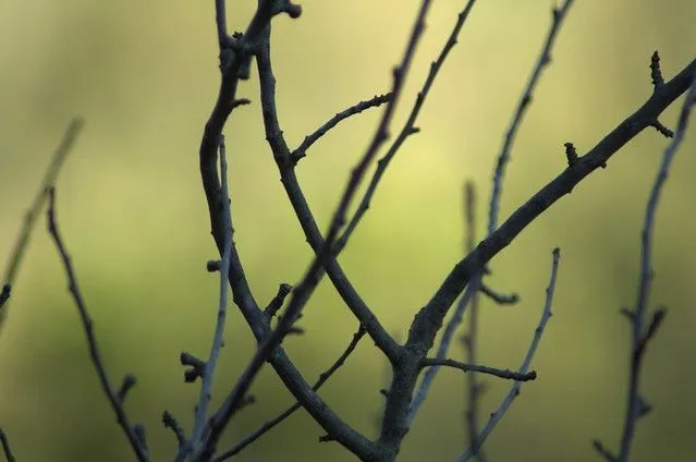 Ramas con fondo desenfocado | Flickr - Photo Sharing!