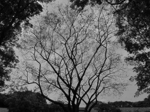ramas secas | Tumblr