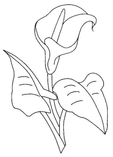 dibujar y pintar alcatraces - Buscar con Google | Para Pintar ... dibujar y pintar alcatraces - Buscar con Google | Para Pintar ...
