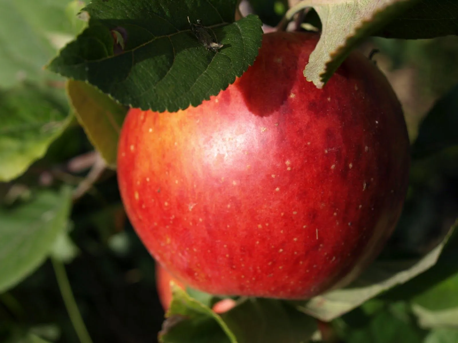 Un ramo De estrellas: Permaneciendo alto en el árbol de Manzanas... Un ramo De estrellas: Permaneciendo alto en el árbol de Manzanas...