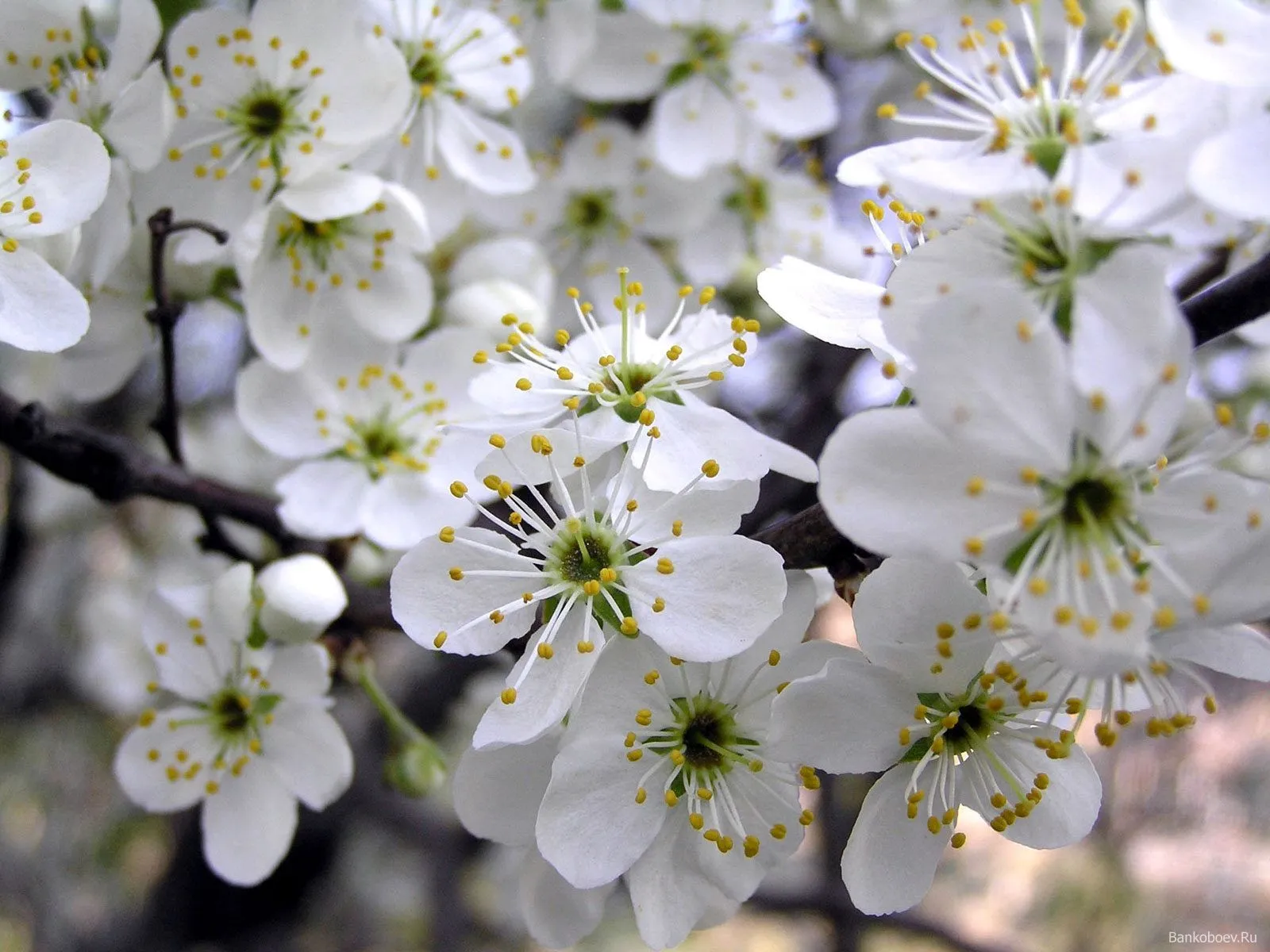 Ramo de flores blancas | wallpapernarium