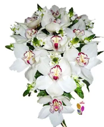 Ramo de novia con caida de orquideas cymbidium y ornitogalum. Ramo de novia con caida de orquideas cymbidium y ornitogalum.
