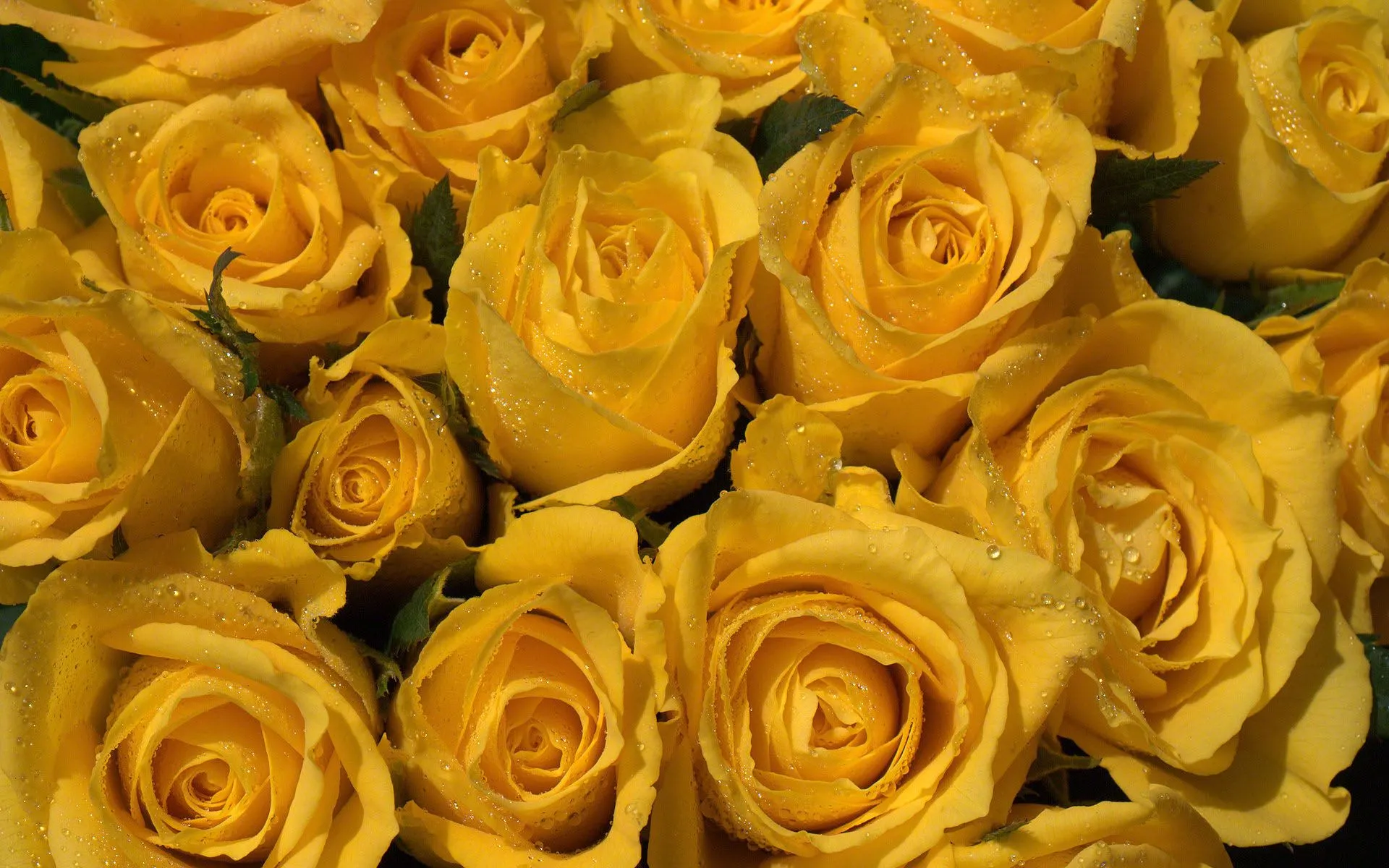 un ramo de rosas de color amarillo brillante con waterdrops, para ...