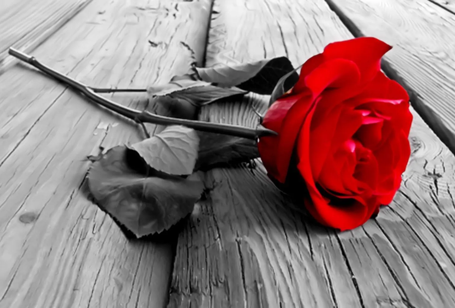 Un ramo de rosas para la más loca | Homo Mínimus
