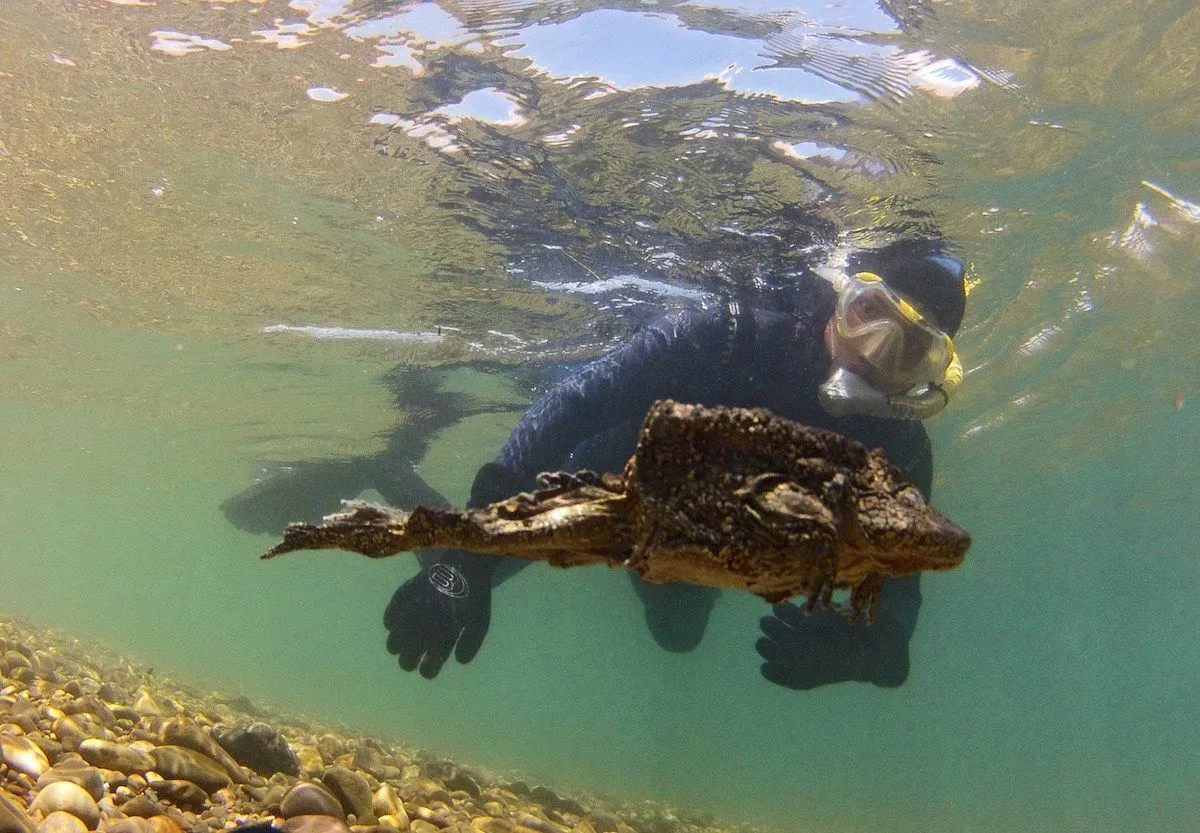 La rana gigante del Titicaca continúa en peligro de extinción