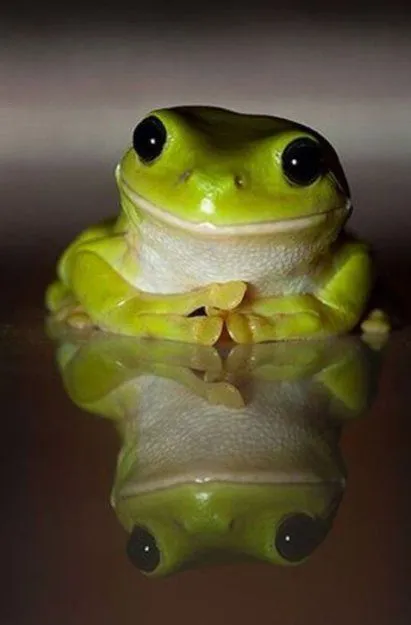 Rana Pensativa - Imagenes de Animales Graciosos, Videos y Fotos de ... Rana Pensativa - Imagenes de Animales Graciosos, Videos y Fotos de ...