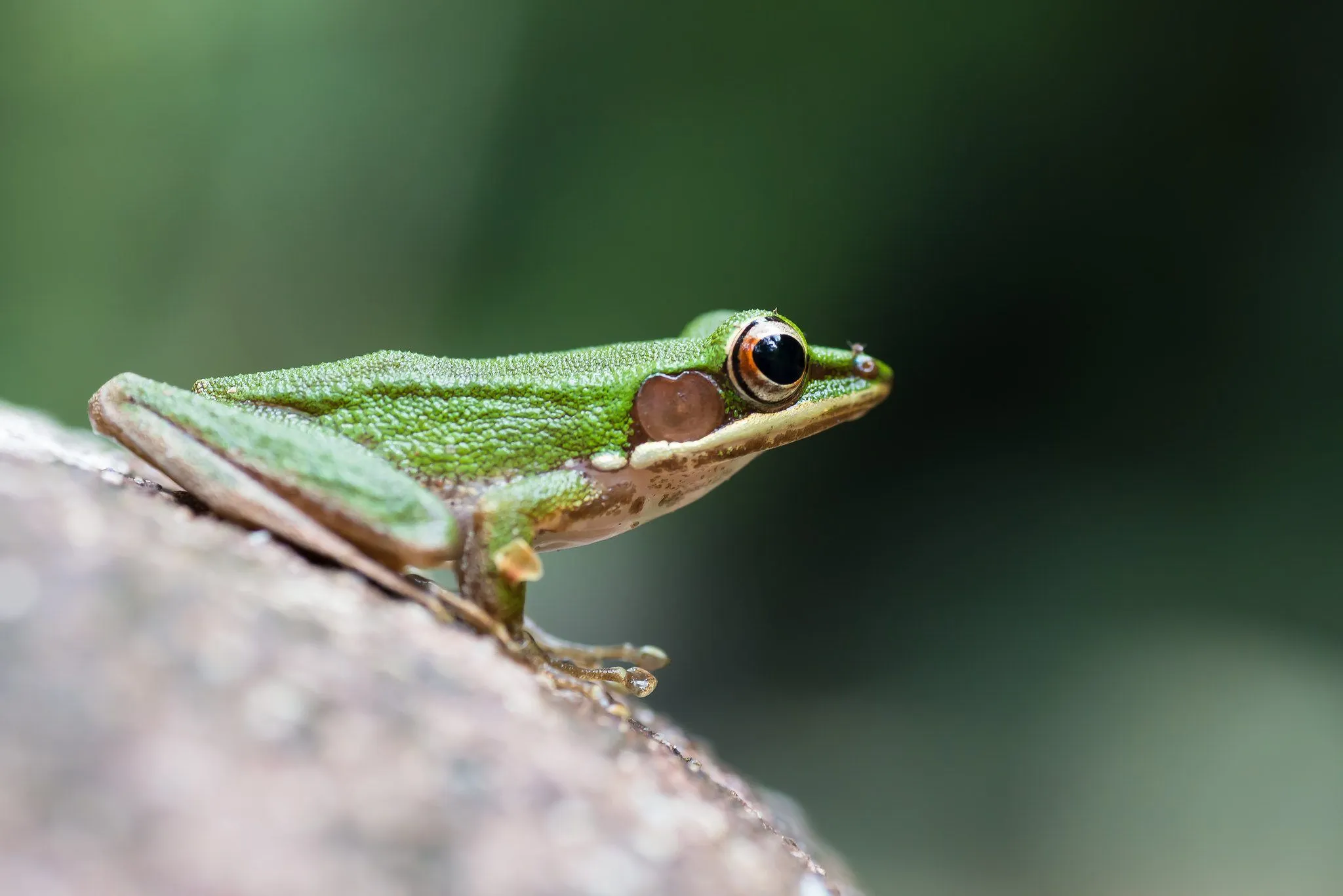 Rana o sapo? Aprende a reconocer sus diferencias | Ladera Sur Rana o sapo? Aprende a reconocer sus diferencias | Ladera Sur