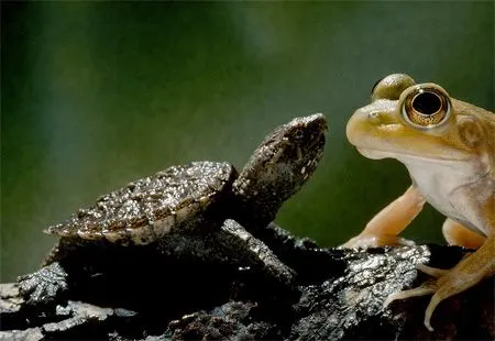 La rana y la tortuga – Rincón de Amistad