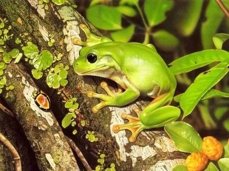 RANAPEDIA » Ranas y sapos. Enciclopedia Ilustrada RANAPEDIA » Ranas y sapos. Enciclopedia Ilustrada