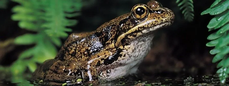 RANAPEDIA » Ranas y sapos. Enciclopedia Ilustrada