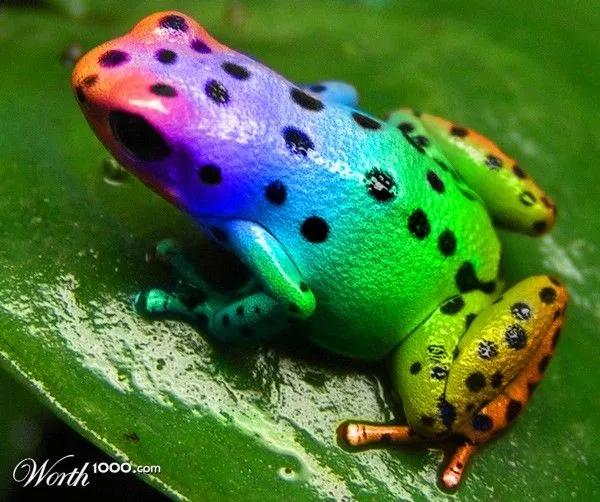 Ranas de color - Taringa!