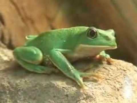 Puedo tener ranas en mi jardin? | Yahoo Respuestas Puedo tener ranas en mi jardin? | Yahoo Respuestas