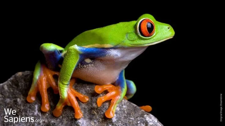 ranas on Pinterest | Tree Frogs, Frogs and Crazy Eyes