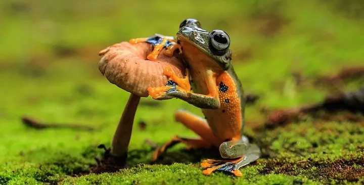 ranas-sapos-fotos1.jpg