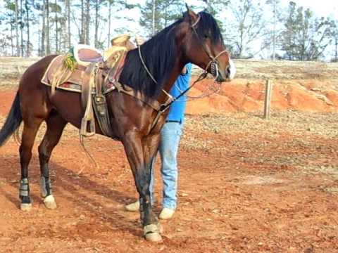 Rancho los garanones vende Caballo de alta escuela en griffin ,Ga ...