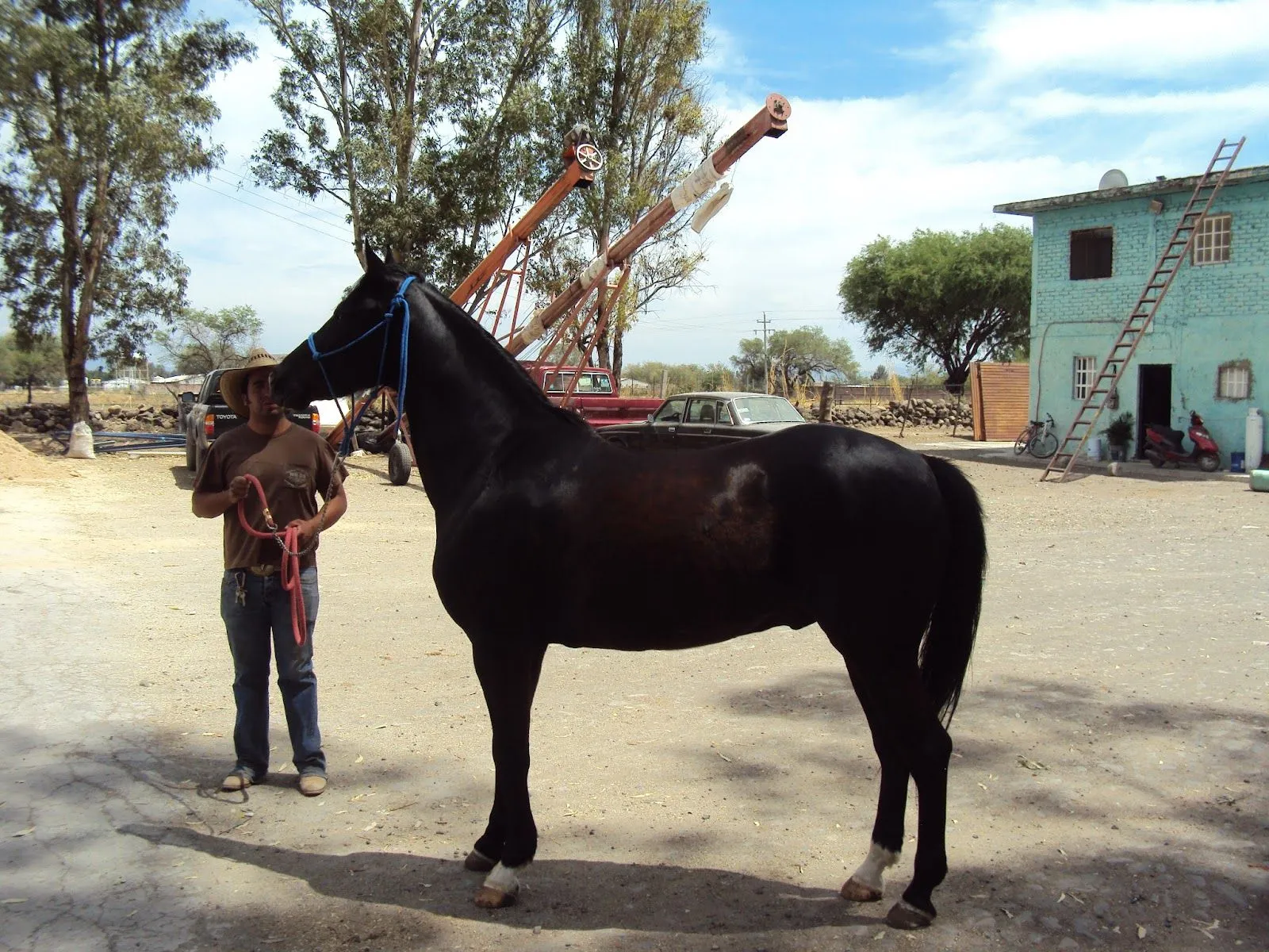 rancho mendoza: caballo cuarto de milla con arabe rancho mendoza: caballo cuarto de milla con arabe
