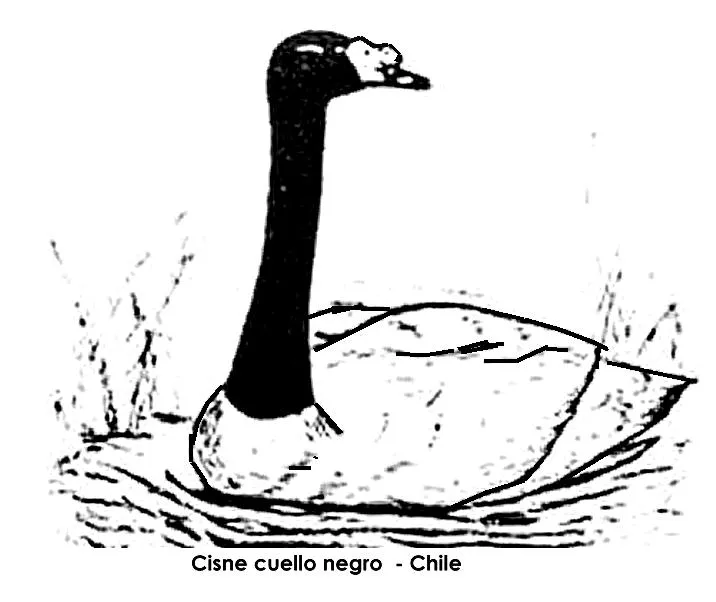 Ranita de Darwin para colorear - Imagui