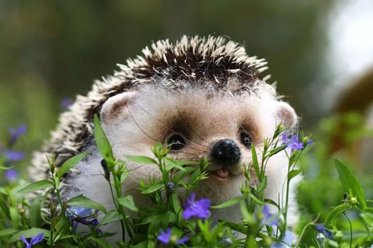 El ranking definitivo de los 20 animales más lindos del mundo ... El ranking definitivo de los 20 animales más lindos del mundo ...