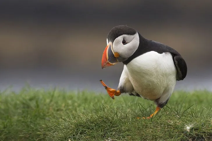 El ranking definitivo de los 20 animales más lindos del mundo (4/4 ...