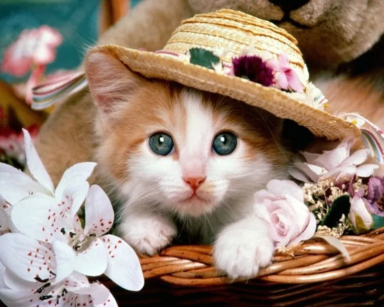 Ranking de fotos más tiernas de gatitos bebés - Imagui Ranking de fotos más tiernas de gatitos bebés - Imagui